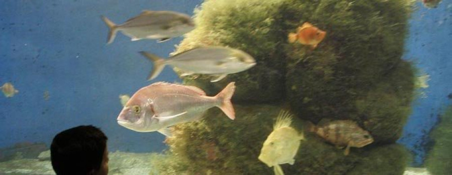 Los visitantes sitúan la Casa de los Peces entre los mejores acuarios de Europa