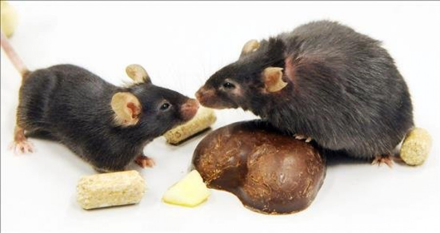 Prueban con éxito en ratones una molécula para tratar el alzhéimer
