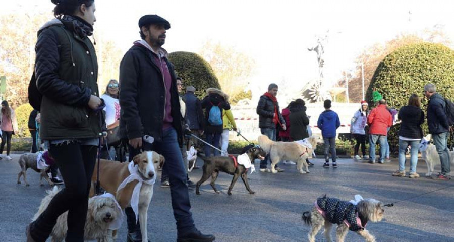 Regalar una mascota como premio o cortarle las orejas 
ya está prohibido en España