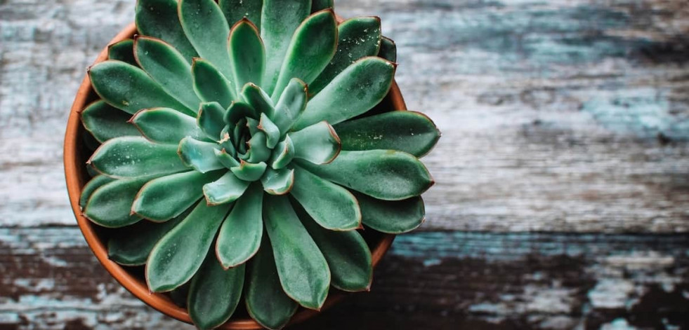 El efecto beneficioso del jabón potásico para las plantas de tu jardín