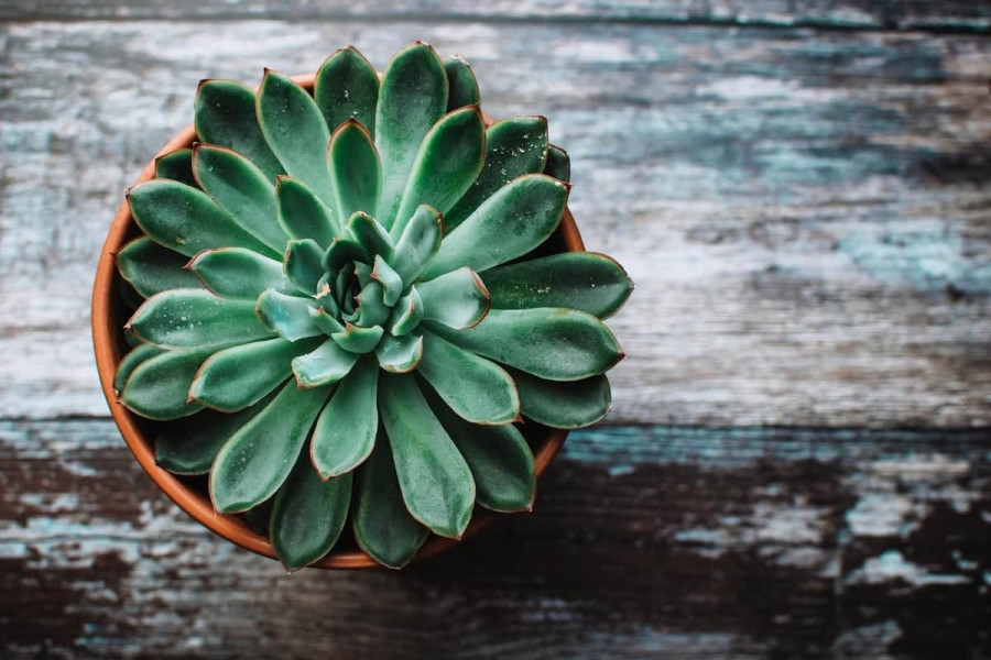 El efecto beneficioso del jabón potásico para las plantas de tu jardín
