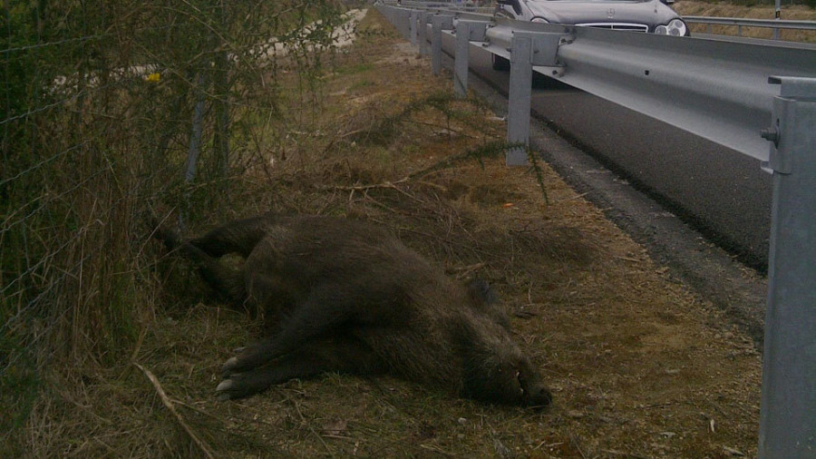 Instan a que se revise la ley de caza tras un aumento de los accidentes con animales