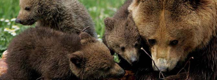 El miedo que causan los grandes carnívoros ayuda al ecosistema