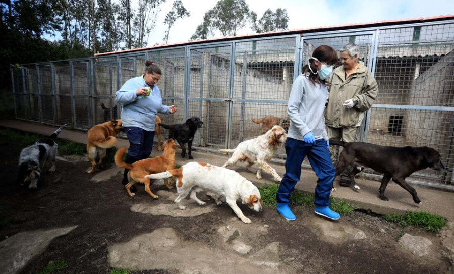 La interrupción de las adopciones colapsa el refugio de Gatocán