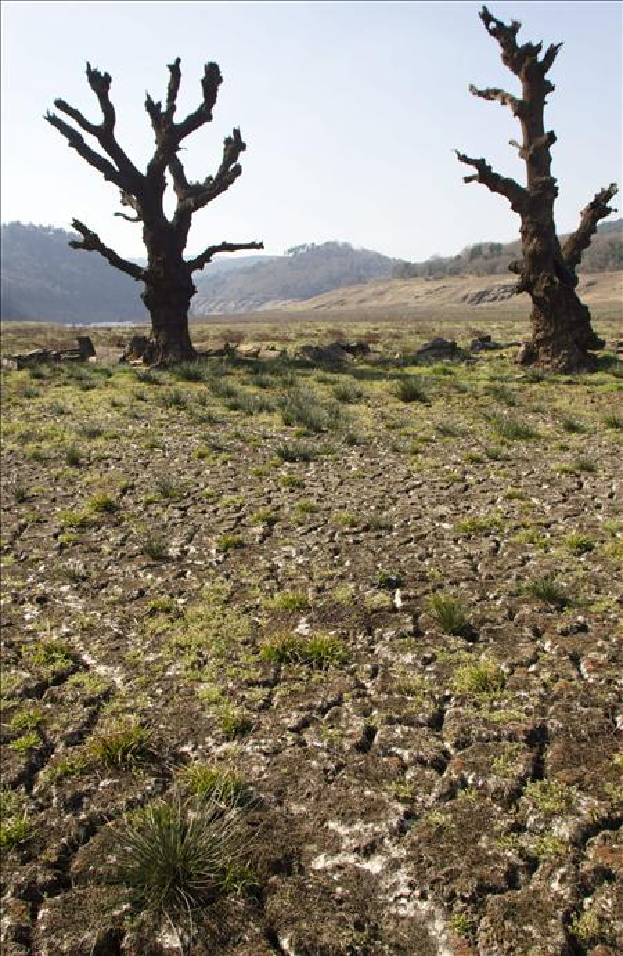 Los cereales de invierno y los pastos, cultivos más dañados por la sequía