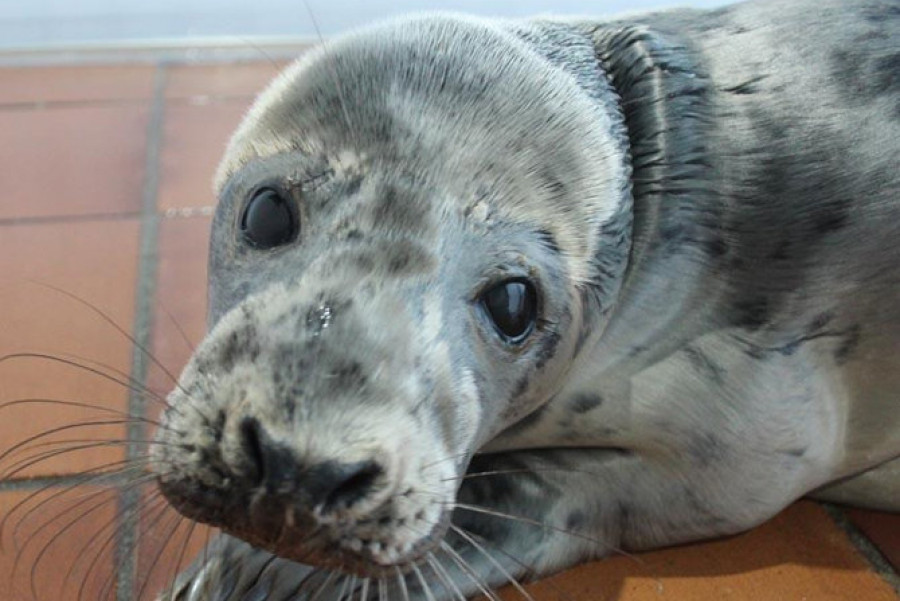 La foca Bens no logra superar el estado crítico y muere en el centro de Nigrán