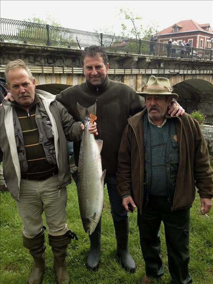 El campanu, un salmón de casi nueve kilos, pescado en el río Sella