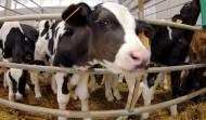 Científicos desarrollan vacas resistentes a la tuberculosis