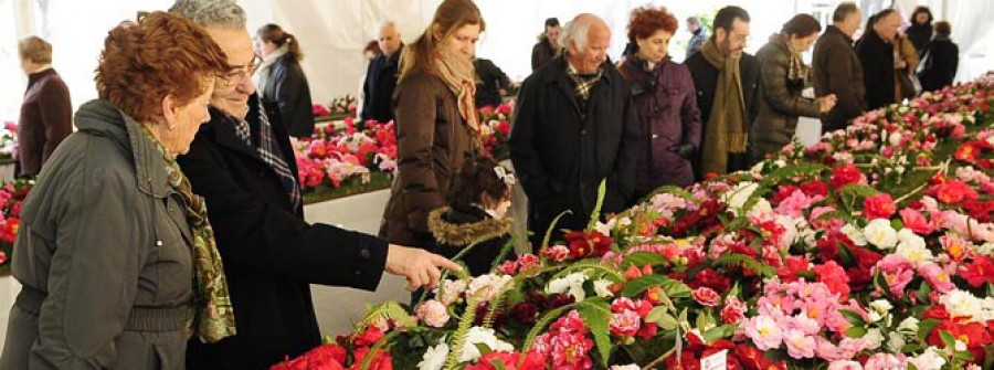 La Exposición de la Camelia convoca un año más a centenares de personas