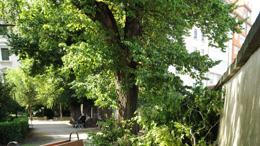 Cierran una parte del jardín de San Carlos por el peligro de caída  de ramas de un  olmo centenario