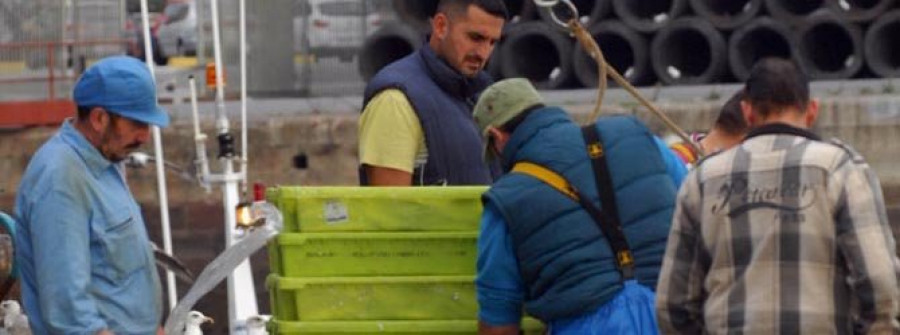 Las descargas de pescado fresco en los puertos autonómicos aumentaron un 11% en los primeros ocho meses de 2015