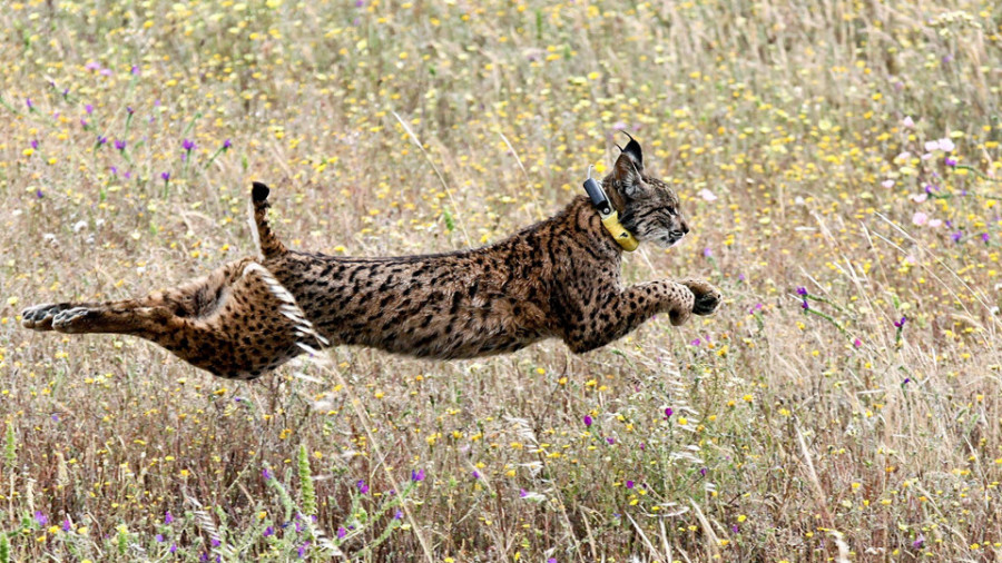 Cómo crear “casas” para el lince en España y Portugal