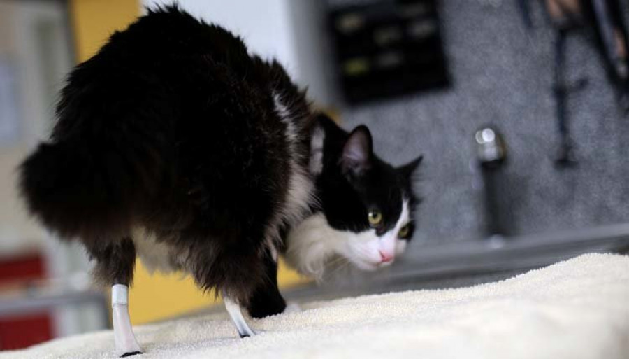 Pooh, el gato búlgaro de las patas biónicas que busca nuevo hogar