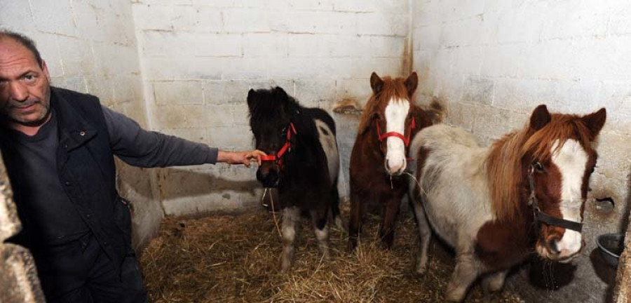 La Hípica acoge en sus cuadras seis ponis rescatados por la Policía Local