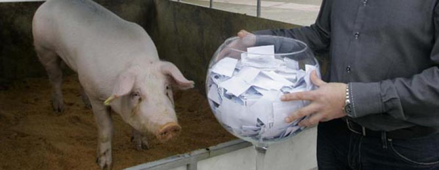 Grupo Coren lanza el primer jamón del mundo de cerdo alimentado con castañas