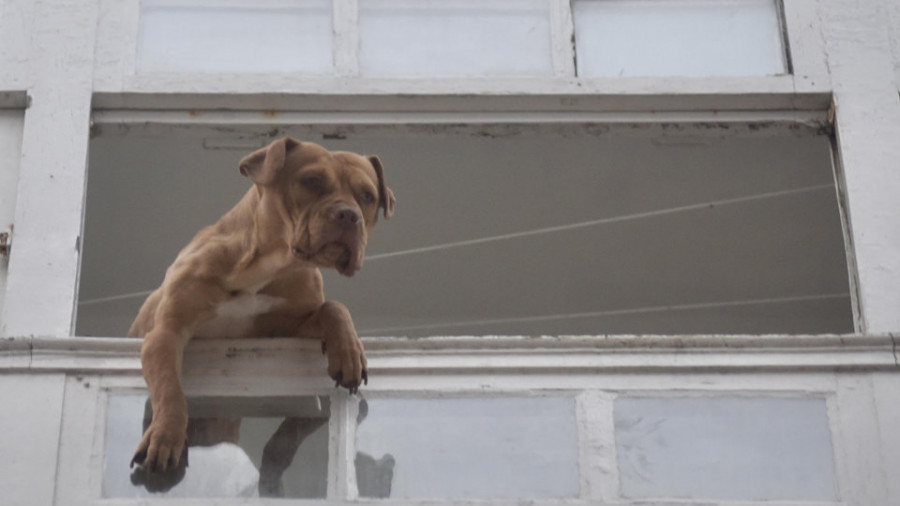 Crecen las quejas por perros que ladran al quedarse solos