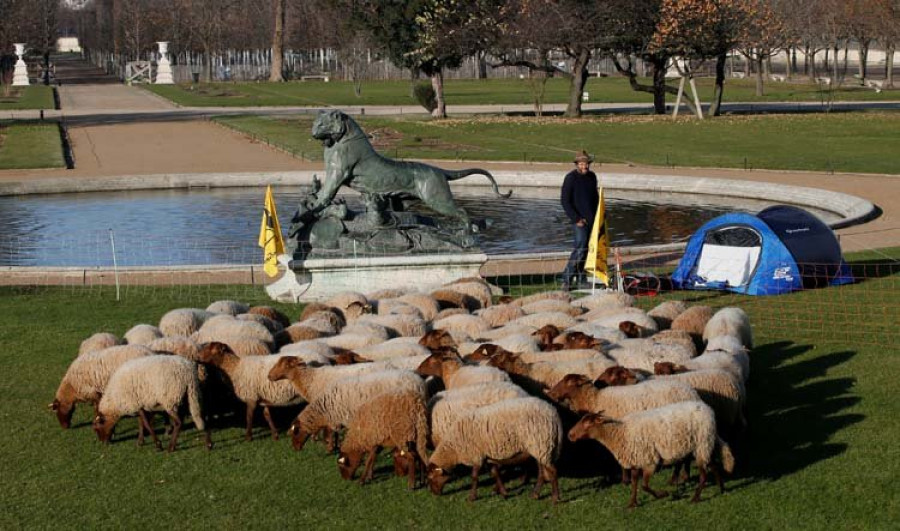 la preocupación por los ataques de los lobos llega hasta las tullerías