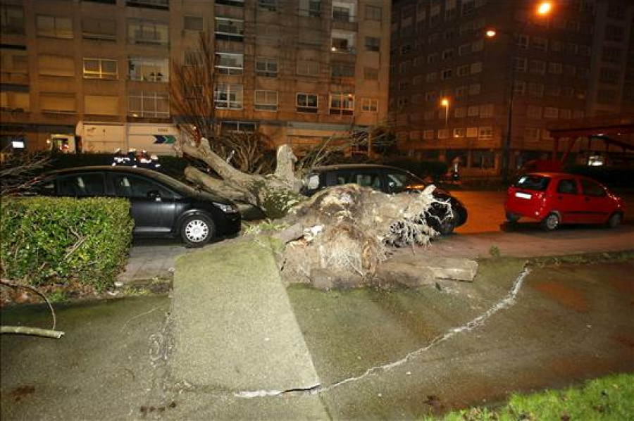 La caída de un árbol de gran tamaño daña seis vehículos estacionados en Vigo