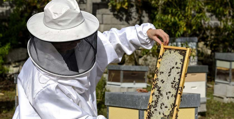 Medio Rural impulsa a apicultura  con axudas de máis de 600.000 euros