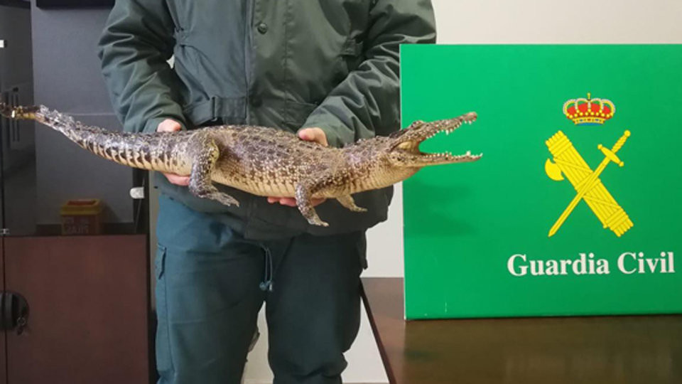 La Guardia Civil se incauta de un cocodrilo disecado a un arteixán que lo puso a la venta