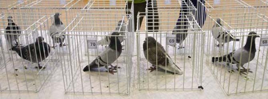 Mil palomas para celebrar en Cambre el cuarto de siglo de su club colombófilo