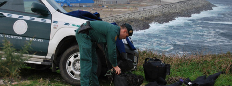 El Seprona confisca 13 kilos de percebe a los furtivos en Punta Langosteira