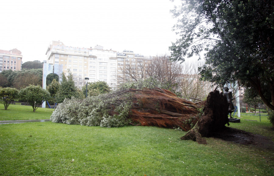 Las fuertes rachas de viento tiran  un árbol en el barrio de Los Rosales