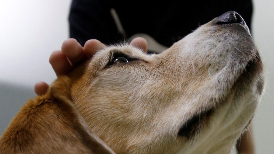 El hombre del Neolítico  ya trataba al perro  como su mejor amigo