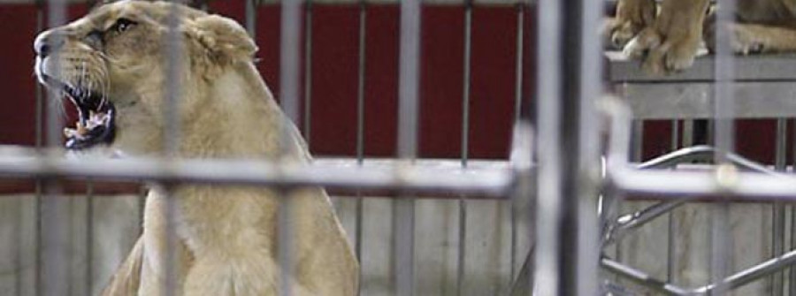 Critican que Culleredo acoja un circo con animales