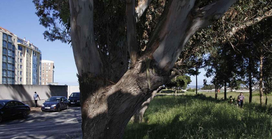 Los vecinos logran que el Ayuntamiento indulte a los árboles de la carretera de los Fuertes que iba a talar