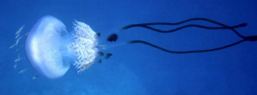 aparecen en el mediterráneo unas medusas de cuya existencia se dudaba