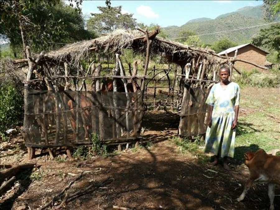 La mosca tsetsé se va adormeciendo en África