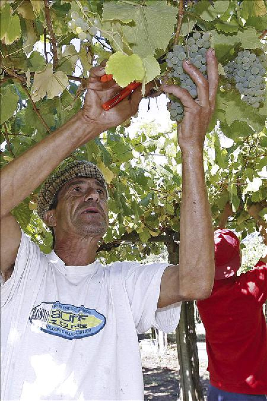 Los vinos Rías Baixas, los blancos españoles más vendidos en Estados Unidos