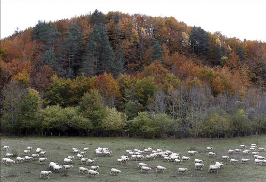 España desaprovecha cada año 18 millones de toneladas de biomasa forestal