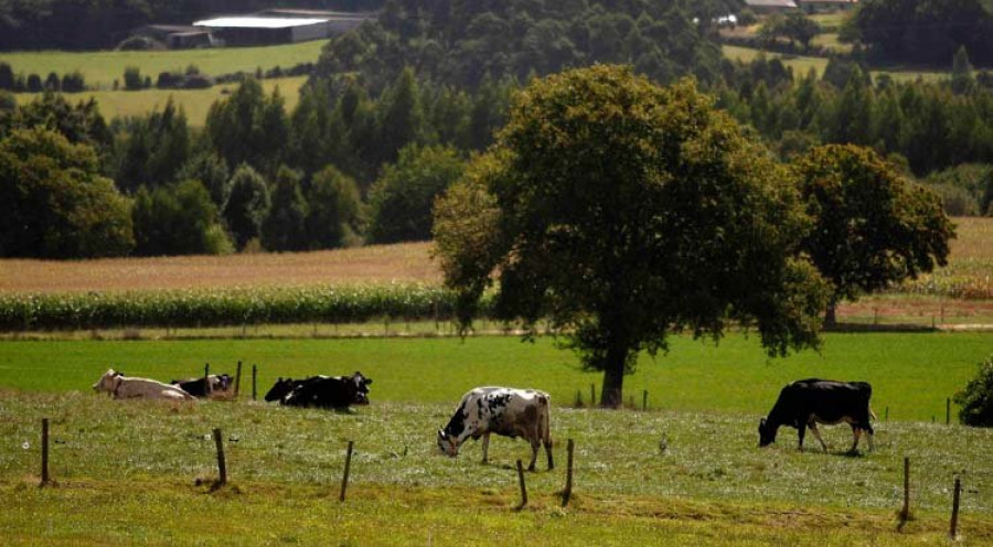 Cómo solicitar las ayudas para la cría de razas autóctonas gallegas