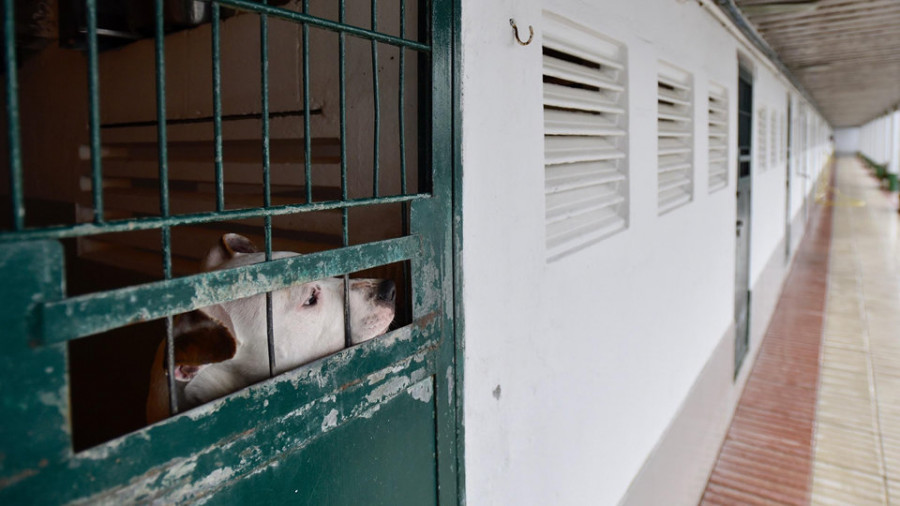 Medio Ambiente estudia nuevos requisitos para la tenencia de perros potencialmente peligrosos