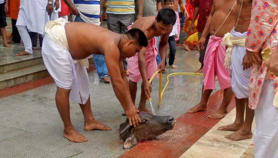 los bengalíes cumplen la tradición de sacrificar búfalos en durga puja