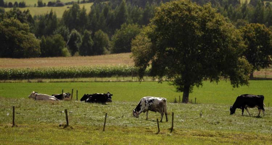 Preto de 5.000 explotacións optan este ano aos premios á calidade do leite cru