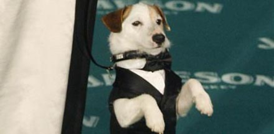 "Pancho" será el primer perro español en protagonizar una película de cine