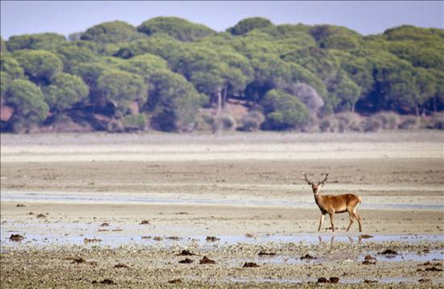 WWF conmemora los 50 años de su primer paso para proteger Doñana