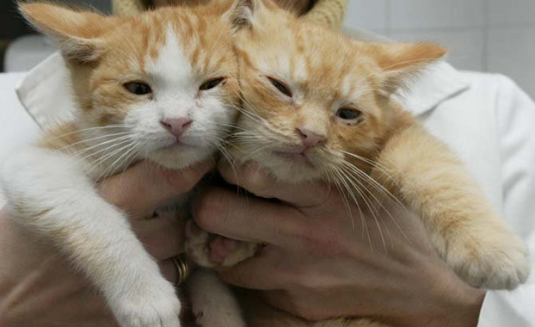 Gatocan denuncia que Miño coacciona a una pareja con discapacidad para que se deshaga de sus gatos