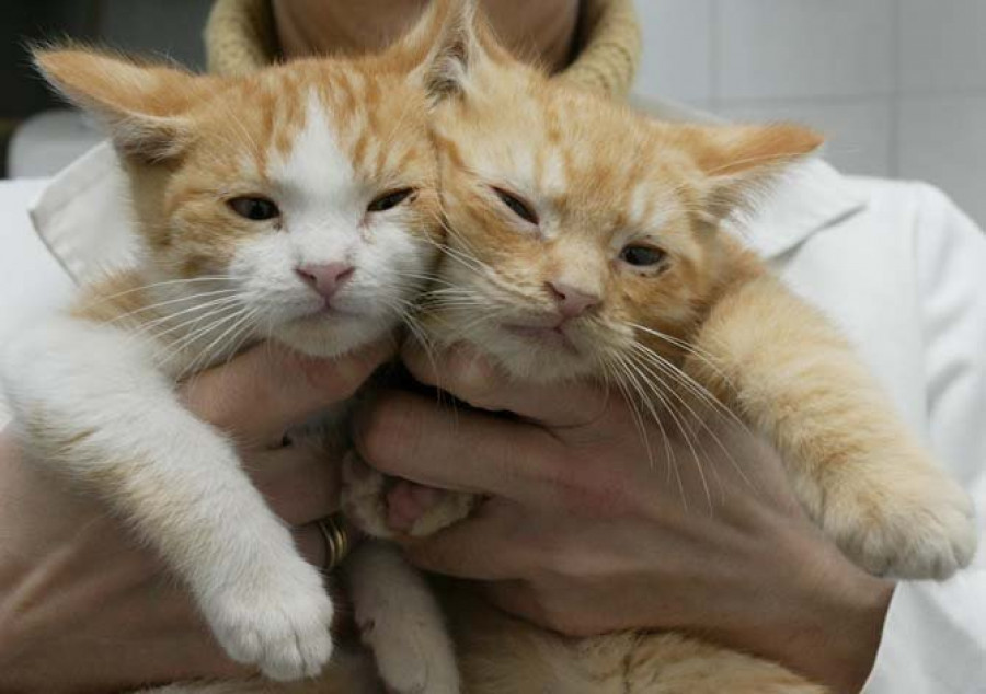 Gatocan denuncia que Miño coacciona a una pareja con discapacidad para que se deshaga de sus gatos