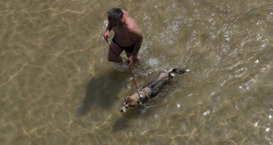 El verano, una época ideal para hacer turismo con las mascotas