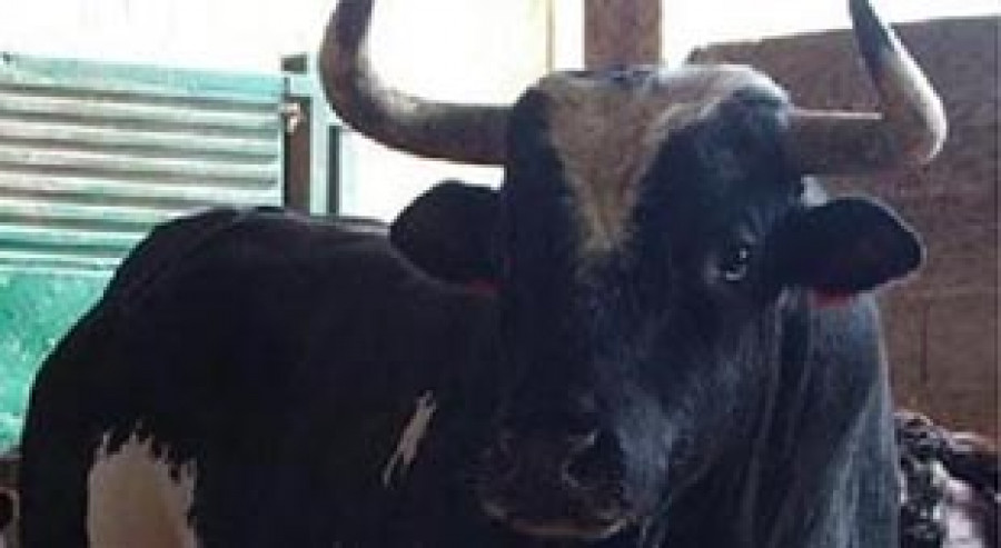 Muere el toro “Ratón”, el astado más  cotizado de España