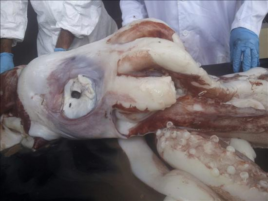 El calamar gigante de 80 kilos murió por el ataque de otro que doblaba su peso