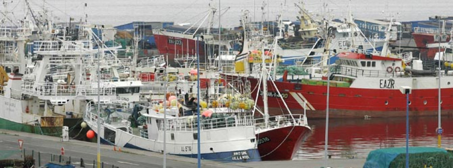 La Cofradía demanda a la Consellería do Mar que establezca una veda de cinco meses para la sardina