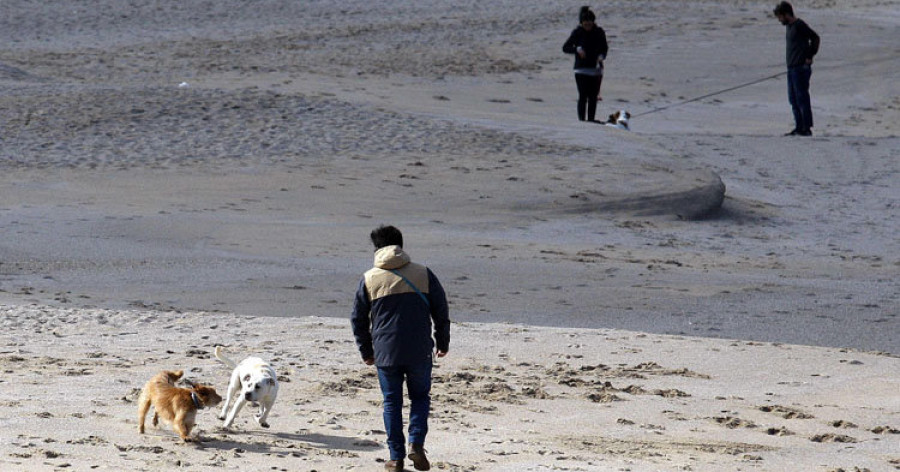Test de ADN de las heces para cazar a los dueños de perros que no las recogen