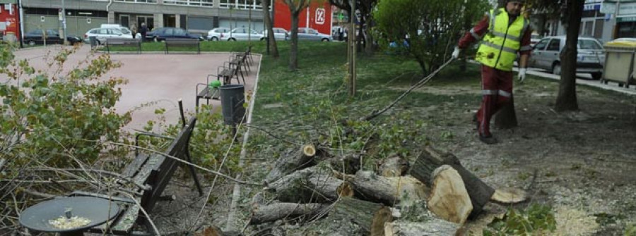 Prometen nuevos árboles para la plaza de la Sagrada Familia tras talar ayer dos ejemplares secos