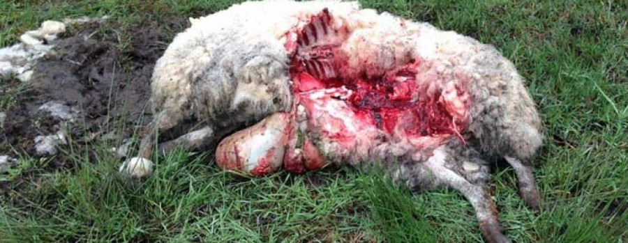 Dos ovejas mueren tras ser atacadas por los lobos cerca del centro de Curtis