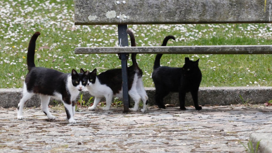 Exigen al Consistorio que cree un refugio para gatos y que cumpla sus compromisos de control de las colonias